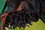 Litter C: Veyron del Monte Aspro - Freya Betelges