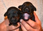 Litter C: Veyron del Monte Aspro - Freya Betelges