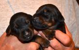 Litter C: Veyron del Monte Aspro - Freya Betelges