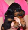 33 days old puppy from Obi Wan Kenobi de Grande Vinko and Winona Betelges