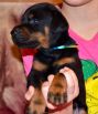 33 days old puppy from Obi Wan Kenobi de Grande Vinko and Winona Betelges
