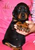 33 days old puppy from Obi Wan Kenobi de Grande Vinko and Winona Betelges