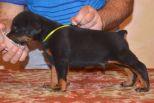 33 days old puppy from Obi Wan Kenobi de Grande Vinko and Winona Betelges