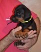 black male - 44 days old (yellow collar)