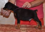 black male - 44 days old (violet collar)