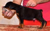 black male - 44 days old (blue collar)