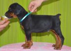 44 days old puppy for Pride of Russia Sidor and Upsorn Betelges