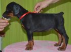 44 days old puppy for Pride of Russia Sidor and Upsorn Betelges