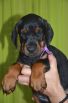44 days old puppy for Pride of Russia Sidor and Upsorn Betelges