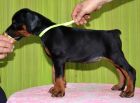 44 days old puppy for Pride of Russia Sidor and Upsorn Betelges