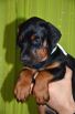 44 days old puppy for Pride of Russia Sidor and Upsorn Betelges