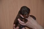 Litter D: Riker Betelges - Jenifer Betelges
