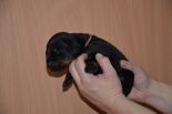 Puppies from Riker Betelges and Jenifer Betelges at age 10 days old.