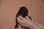 Litter D: Riker Betelges - Jenifer Betelges