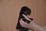 Puppies from Riker Betelges and Jenifer Betelges at age 10 days old.