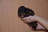 Litter D: Riker Betelges - Jenifer Betelges