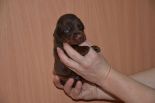 Puppies from Riker Betelges and Jenifer Betelges at age 10 days old.