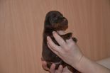 Puppies from Riker Betelges and Jenifer Betelges at age 10 days old.