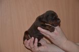 Puppies from Riker Betelges and Jenifer Betelges at age 10 days old.
