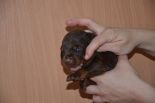 Puppies from Riker Betelges and Jenifer Betelges at age 10 days old.