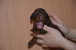 Puppies from Riker Betelges and Jenifer Betelges at age 10 days old.