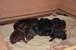 Puppies from Riker Betelges and Jenifer Betelges at age 10 days old.