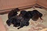 Litter D: Riker Betelges - Jenifer Betelges