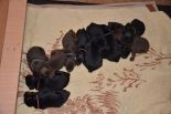 Puppies from Riker Betelges and Jenifer Betelges at age 10 days old.