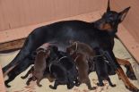 Puppies from Riker Betelges and Jenifer Betelges at age 10 days old.