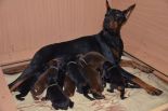 Puppies from Riker Betelges and Jenifer Betelges at age 10 days old.