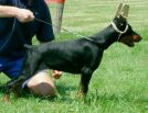 FANTA BETELGES 3 MONTHS OLD