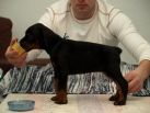 39 days old