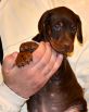 Litter D: Riker Betelges - Jenifer Betelges