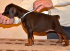 Litter D: Riker Betelges - Jenifer Betelges