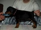 39 days old