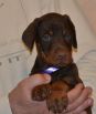 Litter D: Riker Betelges - Jenifer Betelges