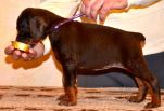 Litter D: Riker Betelges - Jenifer Betelges