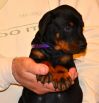 Litter D: Riker Betelges - Jenifer Betelges