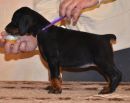 Litter D: Riker Betelges - Jenifer Betelges