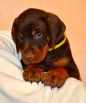 Litter D: Riker Betelges - Jenifer Betelges