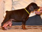 Litter D: Riker Betelges - Jenifer Betelges