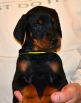 Litter D: Riker Betelges - Jenifer Betelges