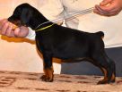 Litter D: Riker Betelges - Jenifer Betelges