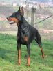 HAMMER BETELGES 20 MONTHS OLD