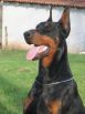 HAMMER BETELGES 20 MONTHS OLD
