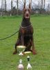 IGON BETELGES WITH CUPS FROM FIRST SHOW