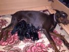 K litter from Obi Wan Kenobi born on November 2nd. 4 black males and 2 black females.