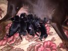K litter from Obi Wan Kenobi born on November 2nd. 4 black males and 2 black females.
