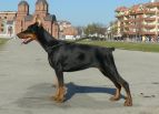 India Betelges 4 months old in Serbia