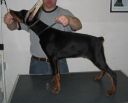 IRINUS BETELGES 3 MONTHS OLD (SERBIA)